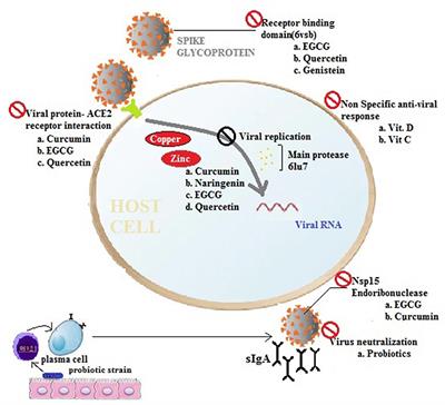 Therapeutic Potential of Nutraceuticals and Dietary Supplements in the Prevention of Viral Diseases: A Review